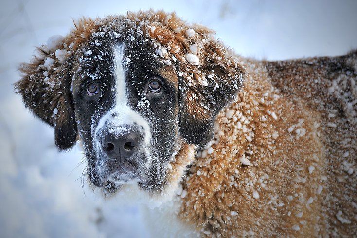 En newfoundlandhund i snö.