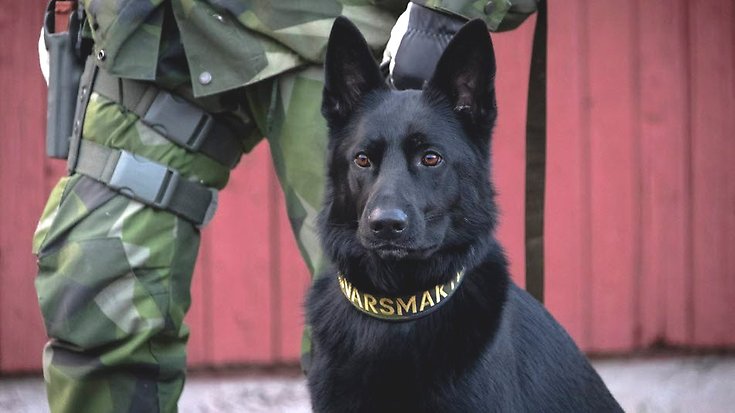 En tjänstehund framför en person klädd i uniform.