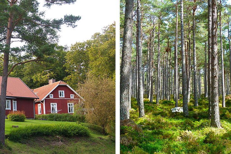 Ett hus och en skog.
